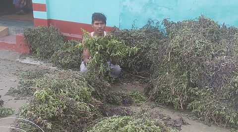 Prominently, youth and retired people have taken a special interest in cultivating these plants. (Photo | Express)