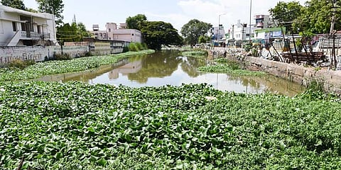 Waste and water hyacinth choking flow in the Uyyakondan canal at Alwarthoppu in Tiruchy. (Photo | MK Ashok Kumar/Express)