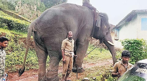 A kumki engaged in capturing the tiger
