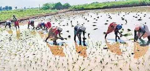 FCI introduces mixed indicator method to weed out old rice stocks