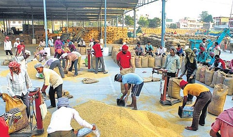 Paddy from other states makes its way to Punjab and is sold at MSP | FILE