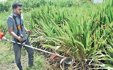 Composing a green world