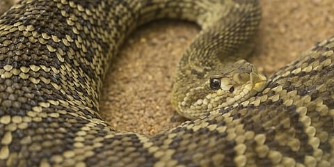 For representational purpose. (Photo | Pixabay)