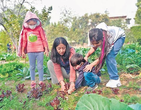 Young children harvesting vegetables from the SowGood farm in Ghitorni. (Photo| EPS)