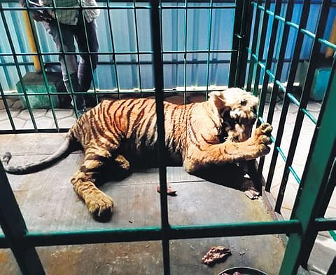 The tiger cub for whom a bigger enclosure is being arranged. (Photo | Express)