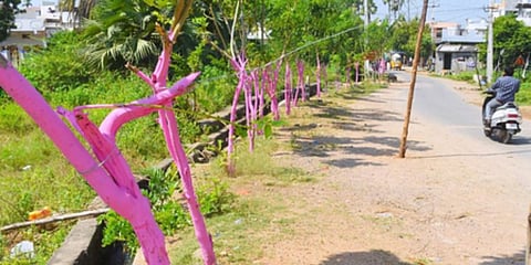 Even trees were not spared by TRS activists who painted them pink as part of election campaign. (Photo | EPS)