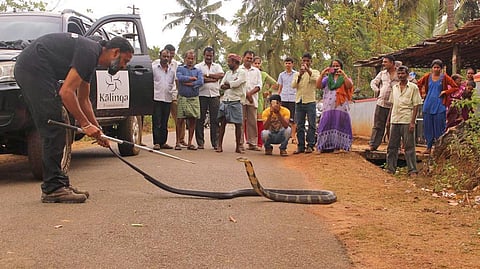 On the trail of the king