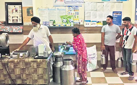 Milkfed is making concerted efforts to strengthen the dairy sector for better production and quality of milk, and reasonable cost of production.