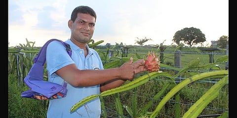 Techie turned farmer: This 40-year-old in Telangana successfully sells dragon fruit to overcome lockdown loss