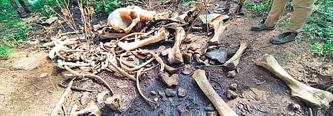 Remains of the elephant | special arrangement