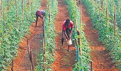 Farmers say the scarcity has led to a price rise in Punjab as they are forced to buy one bag of DAP for Rs 1,400 against the printed price of Rs 1,200.