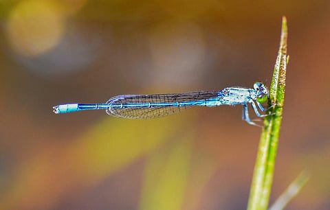 Researchers record 12 new dragonfly, damselfly species