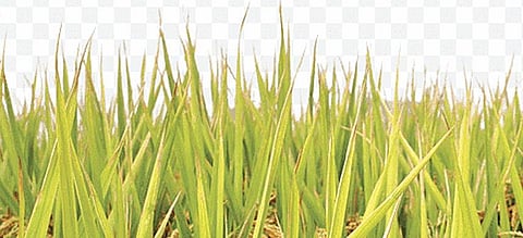 The Gross Value of Output of paddy in 2014-15 was Rs 9,528 crore, and it has increased to Rs 47,440 crore in 2020-21.