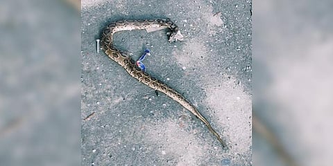 Snakes give Arkavathy Layout residents shivers