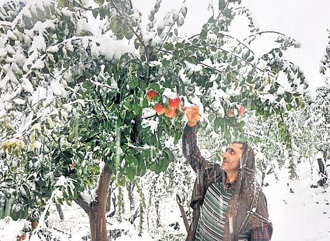 Snow-hit apple growers in Kashmir seek loan waiver, adequate redress to tide over losses