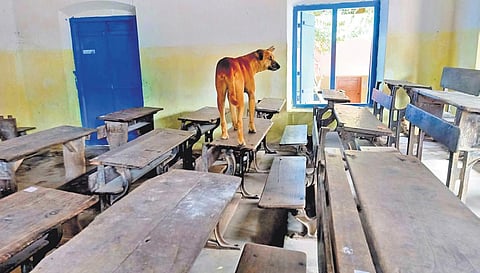 Classrooms of SMV Higher Secondary School, Thiruvananthapuram, have turned out to be abode for stray dogs in the area. (Photo | Vincent Pulickal, EPS)