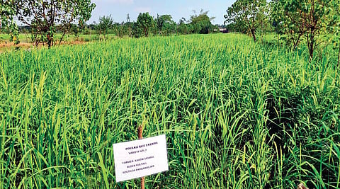A pokkali farm in West Bengal. (Photo | Express)