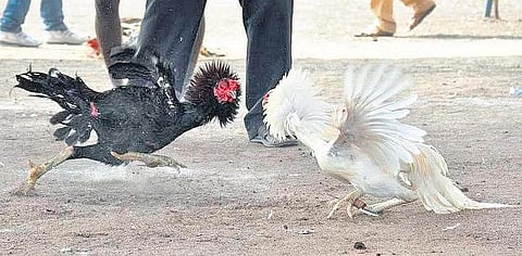 Representational image of cockfighting.