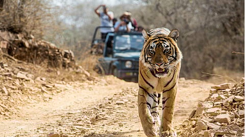 Following the High Court’s order, the CBI launched a preliminary inquiry in October 2018, reviewing technical reports from bodies like the Wildlife Institute of India.