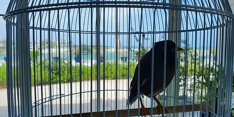 Juji, the mynah, at the Abu Dhabi residence of French ambassador Xavier Chatel. (Photo | Twitter)