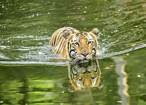 Image for representation. (Photo | EPS)