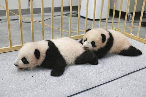 Giant panda twins, male Xiao Xiao, left, and female Lei Lei, 103 days after they were born at Ueno Zoo in Tokyo. (Photo | AP)