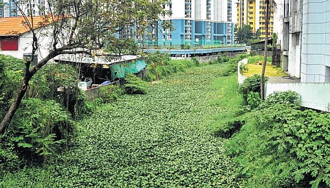 Edappally Canal: Road to redemption