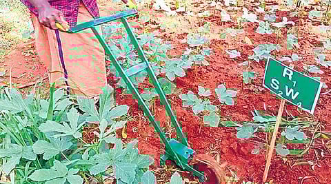 A farmer operates Wheel Hoe Weeder, a manually operated push-type machinery for weeding, designed and developed by College of Agriculture, Vellayani.