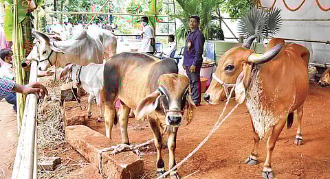 Cows of various breeds put on display at a stall set up on the occasion of Gau Maha Sammelan in Tirupati on Sunday | Madhav K