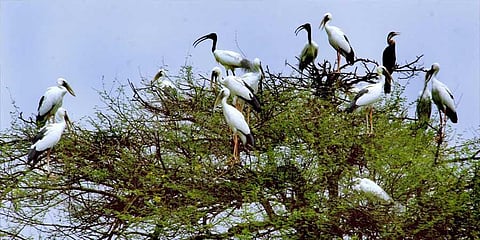 Forgoing firecrackers for 'gods'