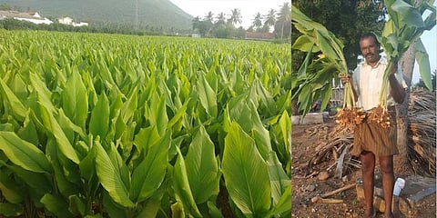 Rain gives impetus to turmeric cultivation in Namakkal