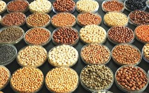The study, which has placed chickpea among a small group of crops with such an extensive genome map, was published in Nature on November 10.