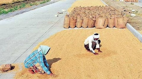 The farmers commenced the cutting process, but adverse weather conditions have further hindered their efforts.
