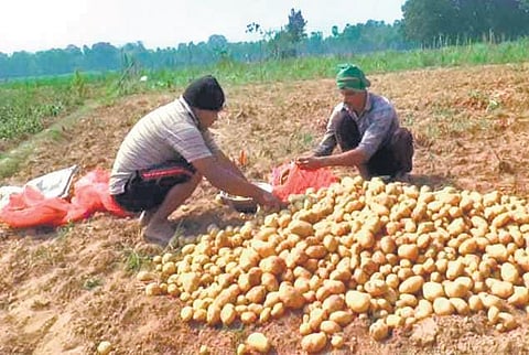 Farmers harvesting potatoes in Kendrapara district.