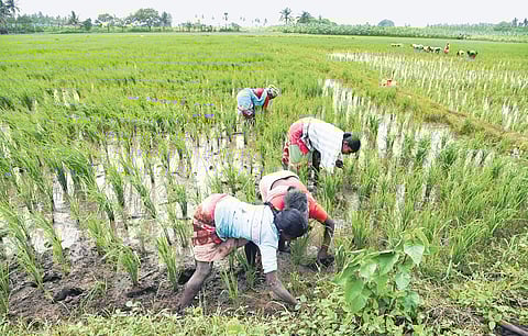 A group of women gets busy with work at an inundated paddy field in Pulivalam near Tiruchy on Friday | m k ashok kumar