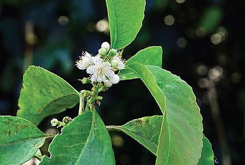 ‘Symplocos mohananii’