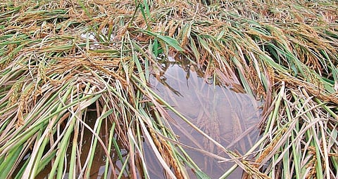 Paddy crop submerged in rainwater in an agriculture field in Kendrapara. (Photo | Express)