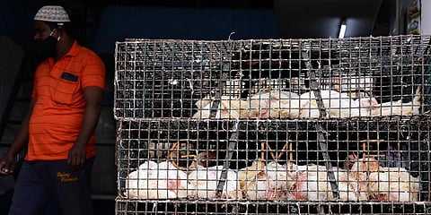 Representational image of bird flu. (File Photo | Debadatta Mallick, EPS)