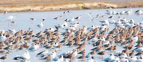 Migratory birds flocking to the Changaram wetland | Express