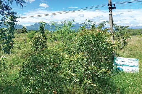 Project Oxygen Factory’s land filled with plants and trees