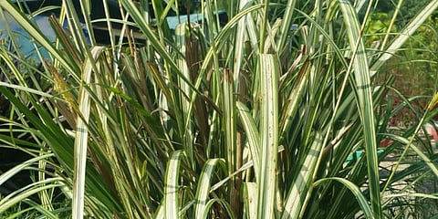 A grass species found in the 'Grass Conservatory' at Uttarakhand's Almora district. (Photo| EPS)