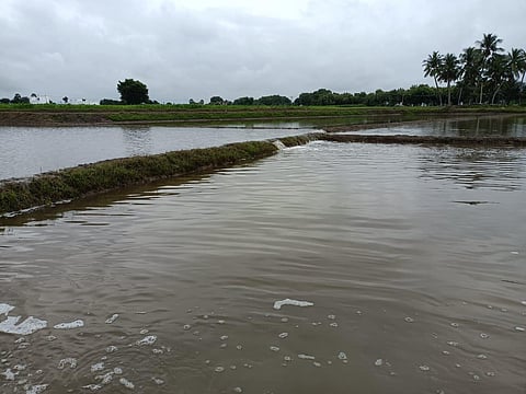 Paddy and maize fields were affected in Panangur village in Perambalur district (Photo | Express)