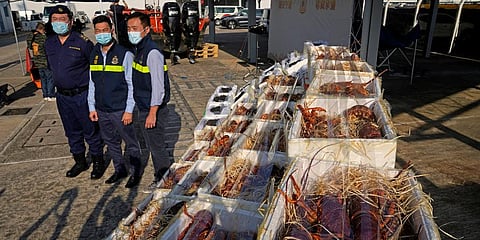 Hong Kong Customs officials pose beside lobsters seized by the Hong Kong Customs during an anti-smuggling operation are displayed at a news conference in Hong Kong. (Photo | AP)