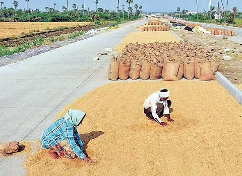 Paddy harvest being dried. (Representational Image)