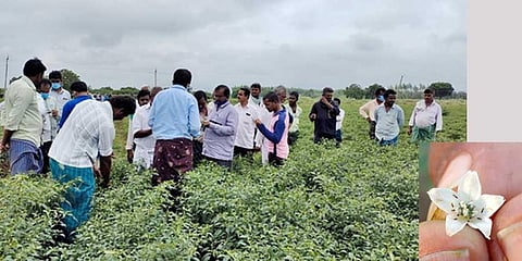 Thrips infestation threatens chilli produce in 12K hectares in Prathipadu, Chilakaluripet
