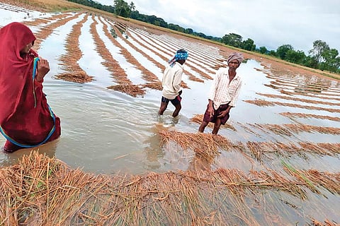 Standing paddy crops submerged in rainwater in Ganjam. (Photo | Express)
