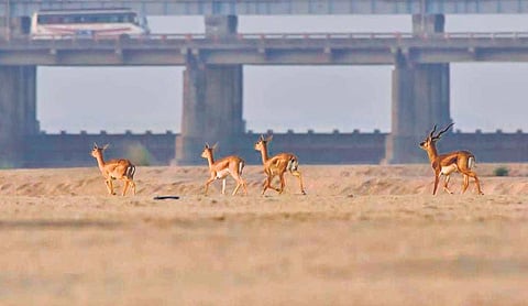 Blackbucks by Srikanth Mannepuri
