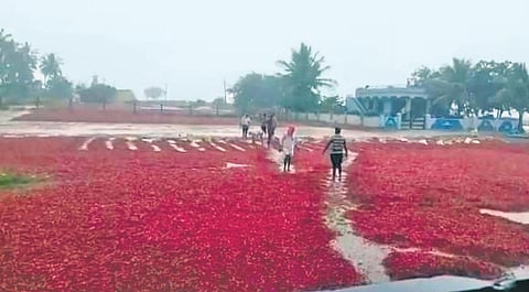 Harvested chillies that was left to dry were damaged in heavy rain in Ballari district