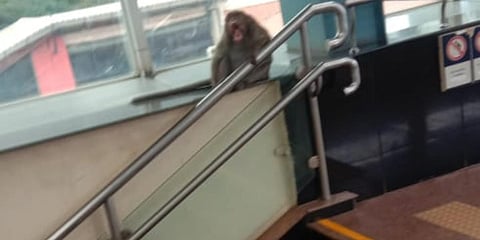 A monkey spotted at Bengaluru's SV Road Metro station. (Photo| Special Arrangement)