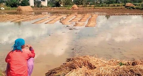 A worried farmer looks at his crop damaged in the recent rain in Belagavi | Express